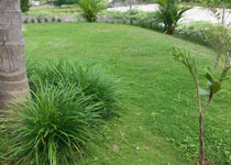 Sadhoo Garden